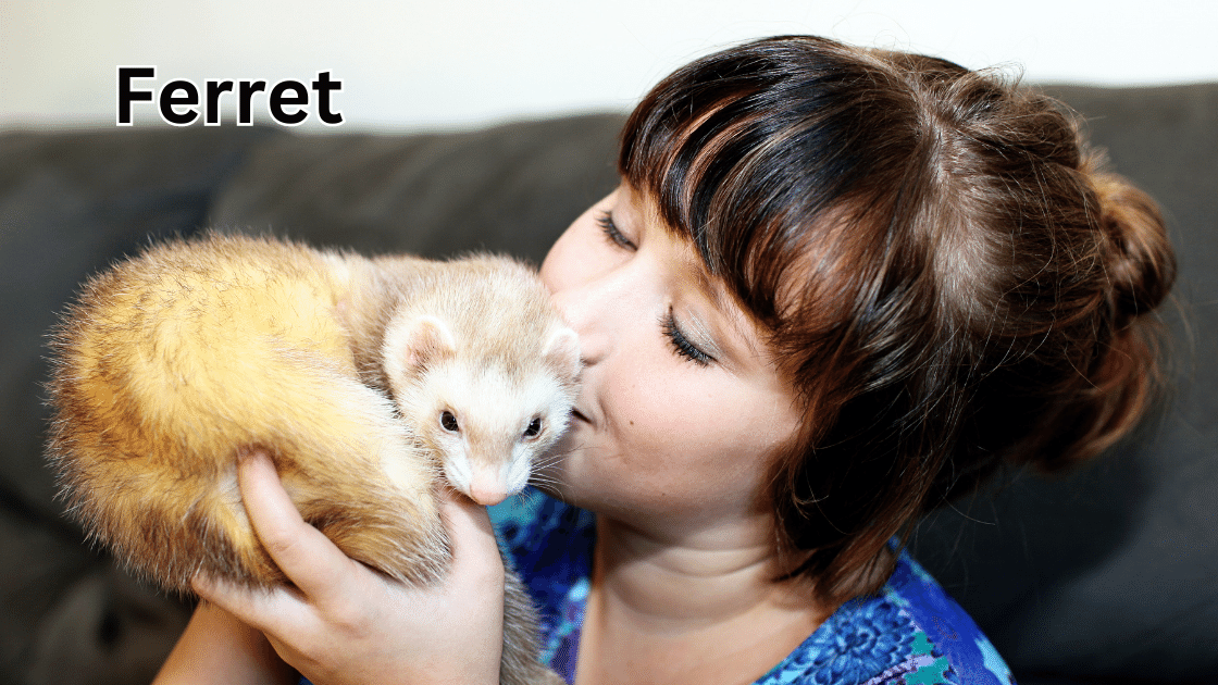 Top 10 Coolest Pets: Ferret