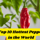 Top 10 Hottest Pepper in the World